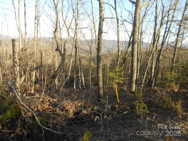 a view of a yard of the tree