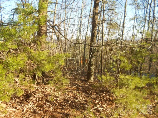 a view of forest