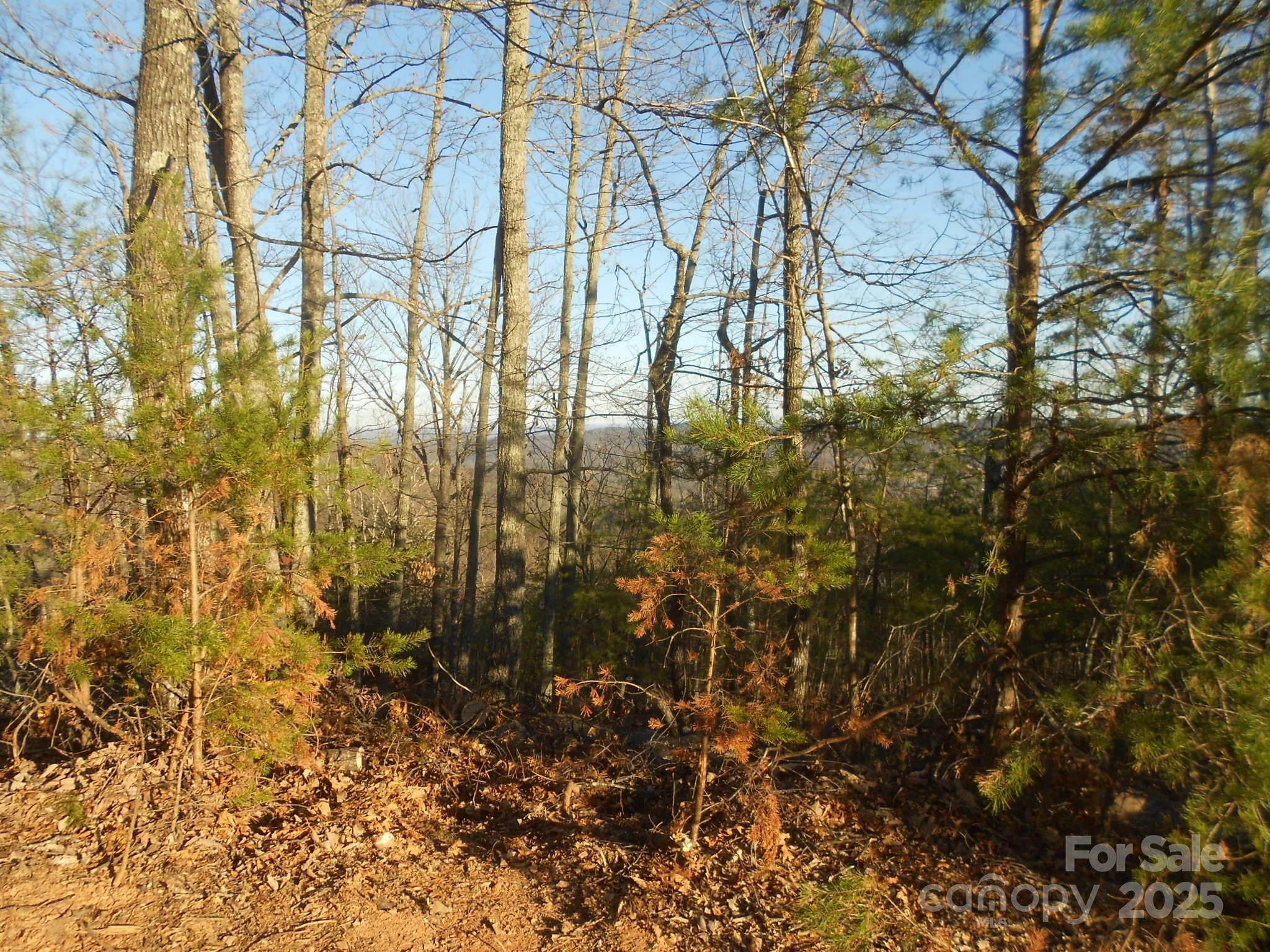 0 Arbra Mountain Road, Unit 54 Bostic, NC 28018 - Photo 7 of 10 a view of forest