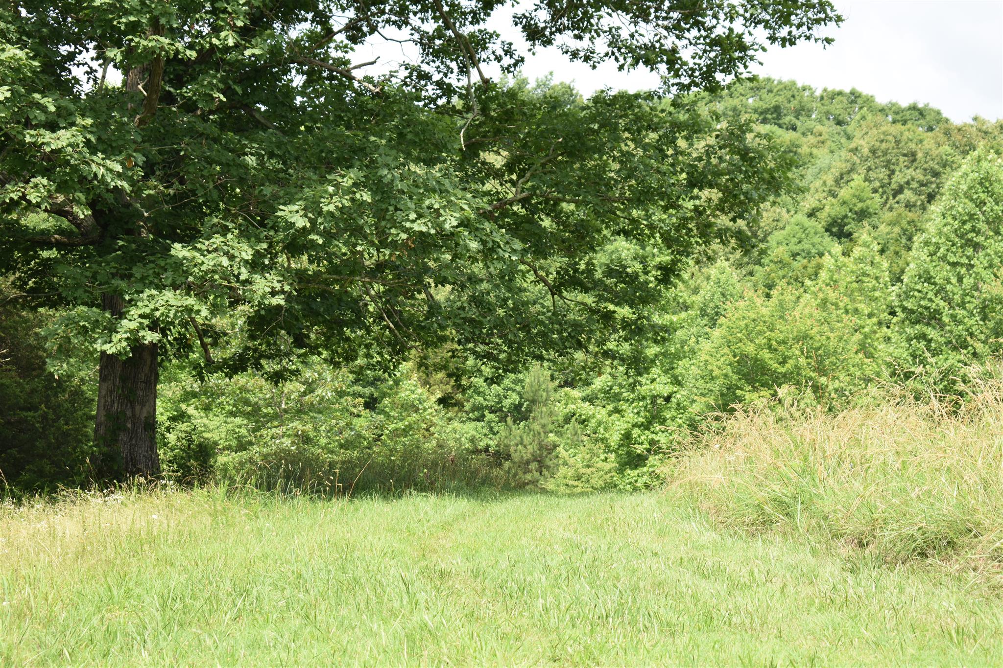 612 Old Powder Mill Road Ashland City, TN 37015 - Photo 1 of 8 Level spot perfect for your dream house