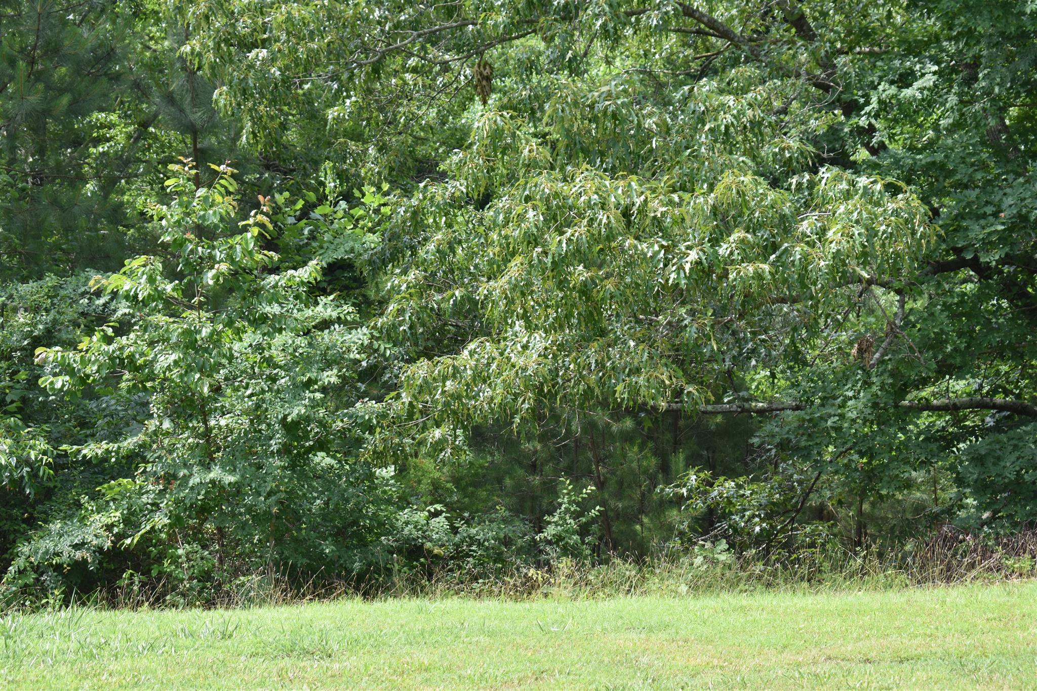 612 Old Powder Mill Road Ashland City, TN 37015 - Photo 4 of 8 Gallery Image 4