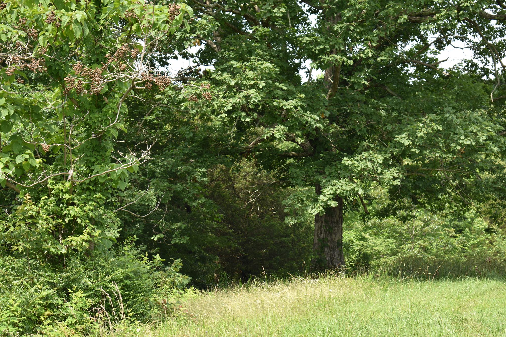 612 Old Powder Mill Road Ashland City, TN 37015 - Photo 6 of 8 Gallery Image 6