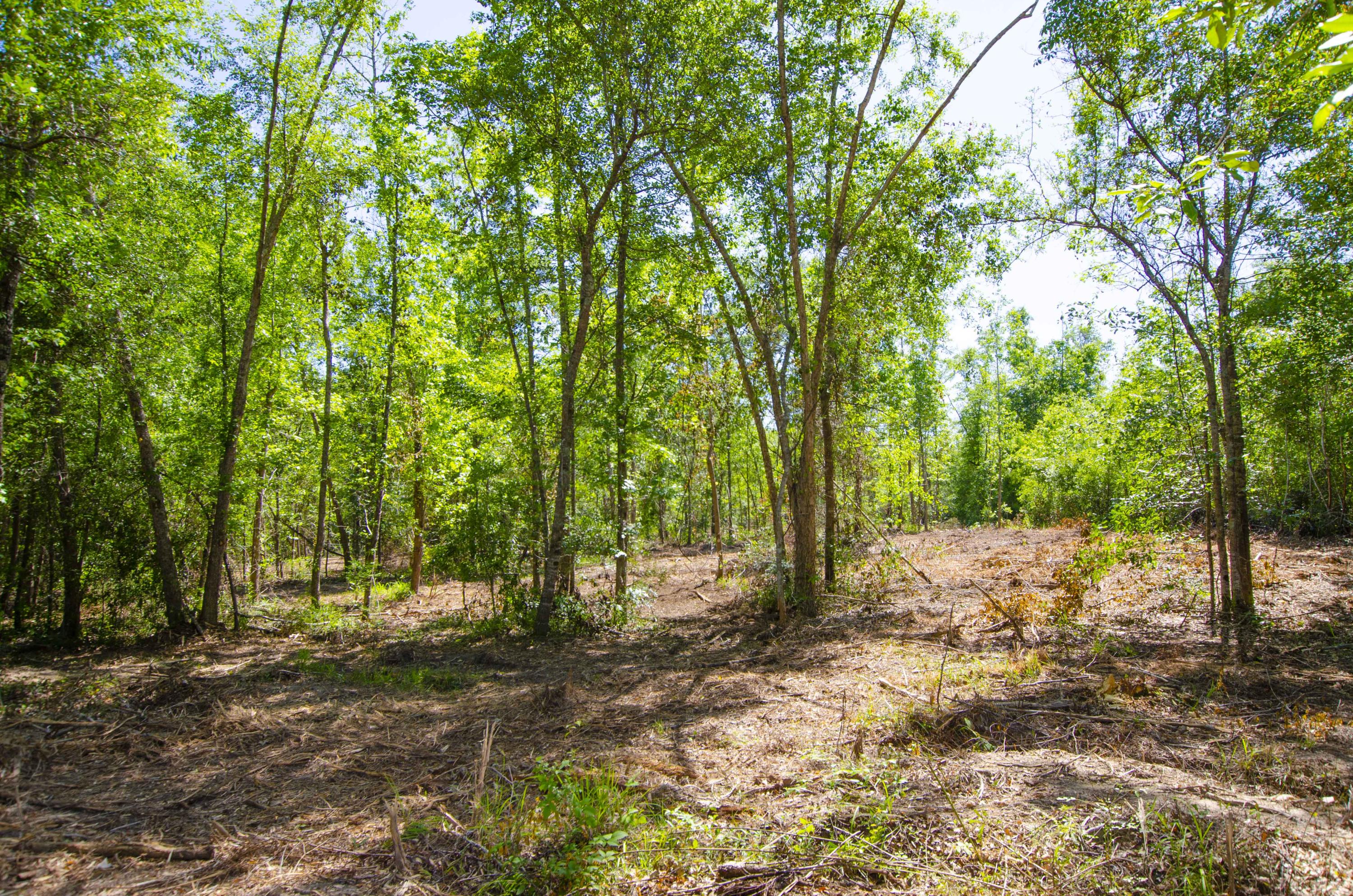 2 Corner Loop Georgetown, SC 29440 - Photo 12 of 17 4-Front-lot