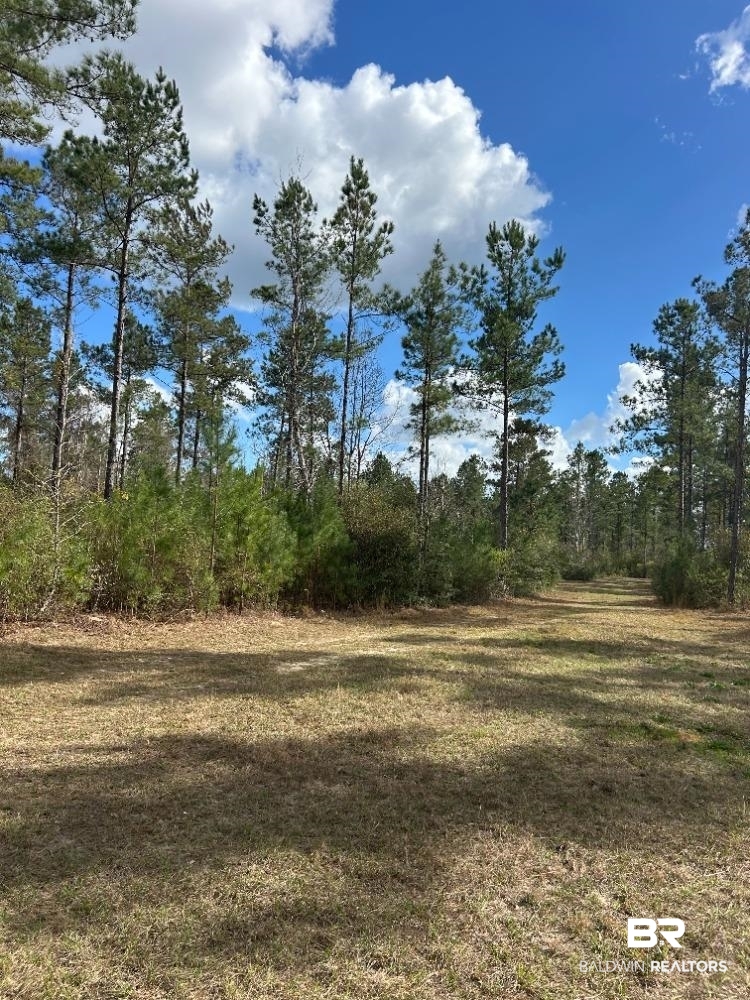 0 Murder Creek Road Brewton, AL 36426 - Photo 8 of 8 View of nature