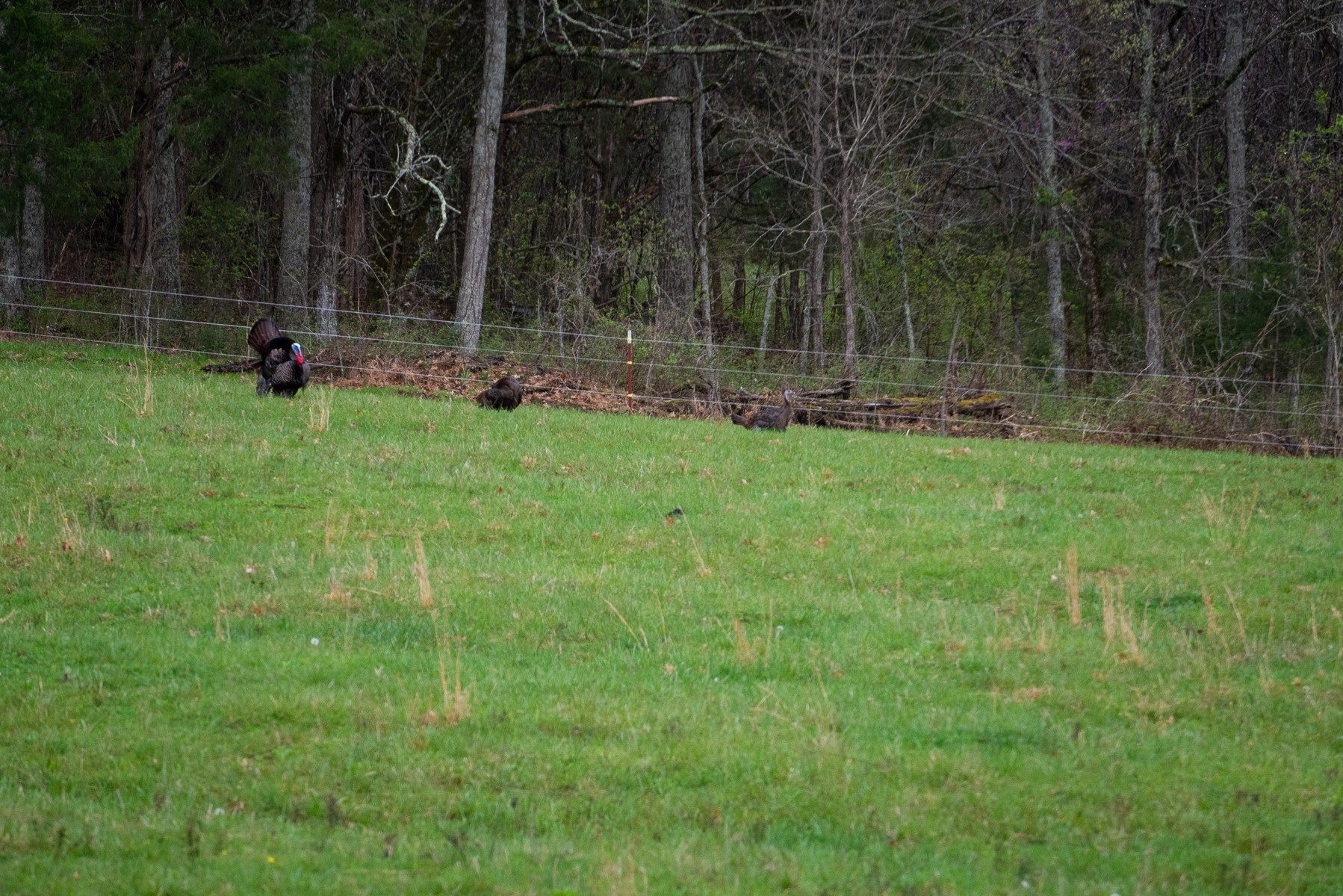 366 Jess Reed Road Readyville, TN 37149 - Photo 48 of 53 Gallery Image 48