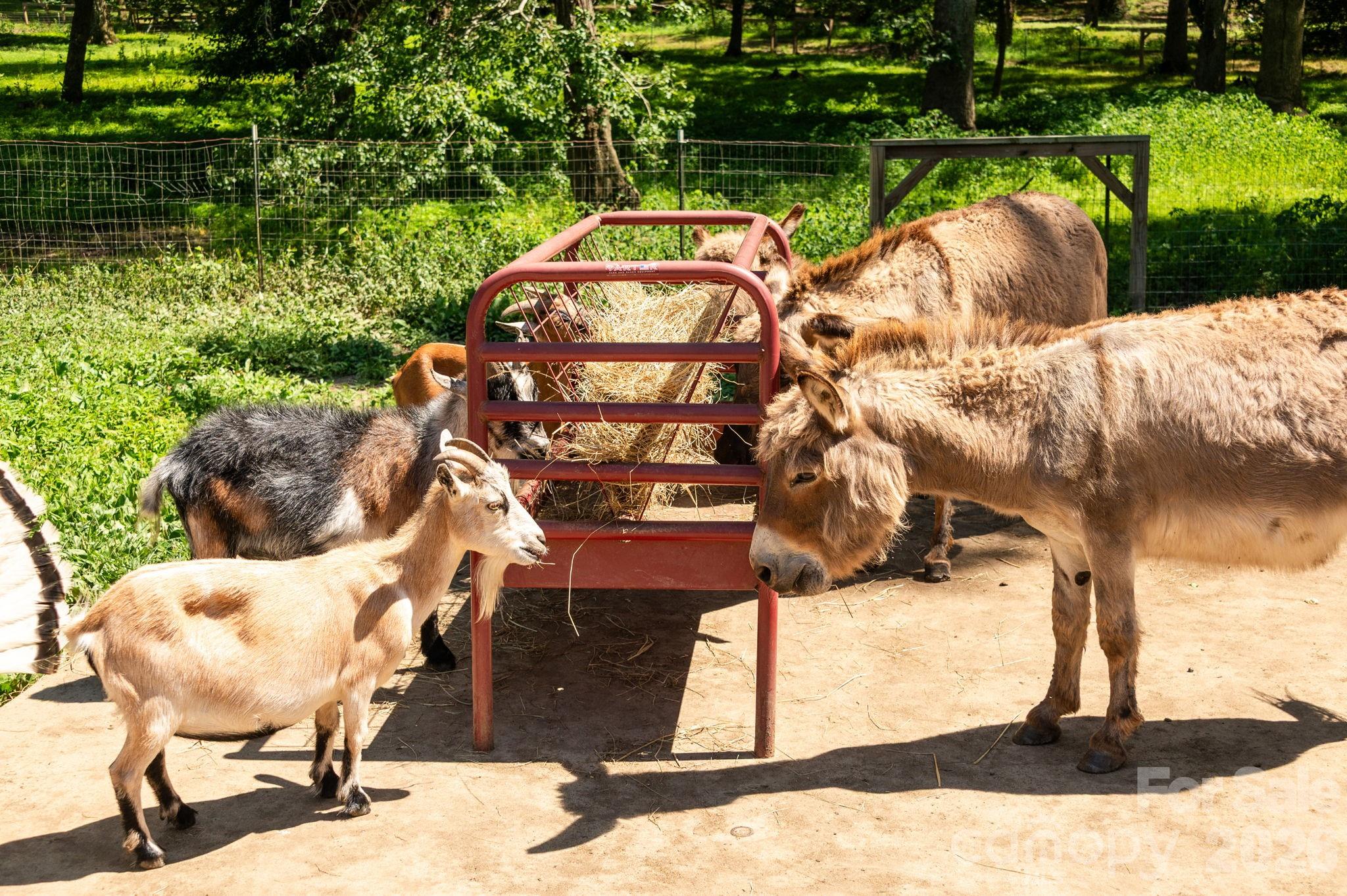 16 School House Road Mills River, NC 28759 - Photo 41 of 48 a view of a chairs and table in backyard