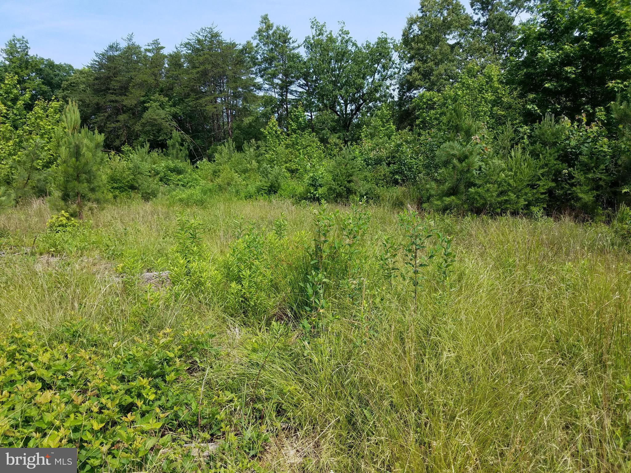 Faulkner Lane Ruther Glen, VA 22546 - Photo 7 of 14 Access Clearing via Faulkner Lane.