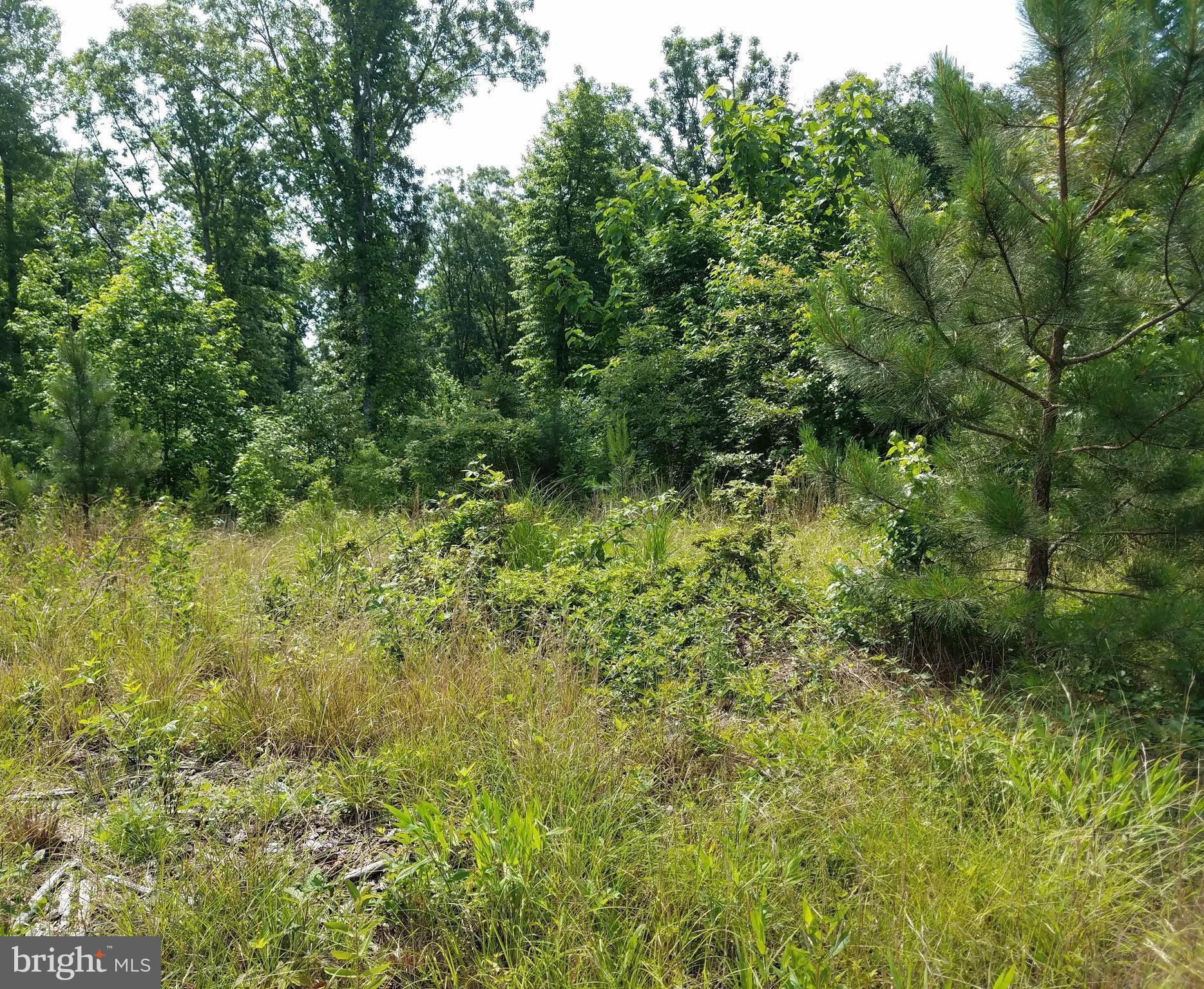 Faulkner Lane Ruther Glen, VA 22546 - Photo 8 of 14 Access Clearing via Faulkner Lane.