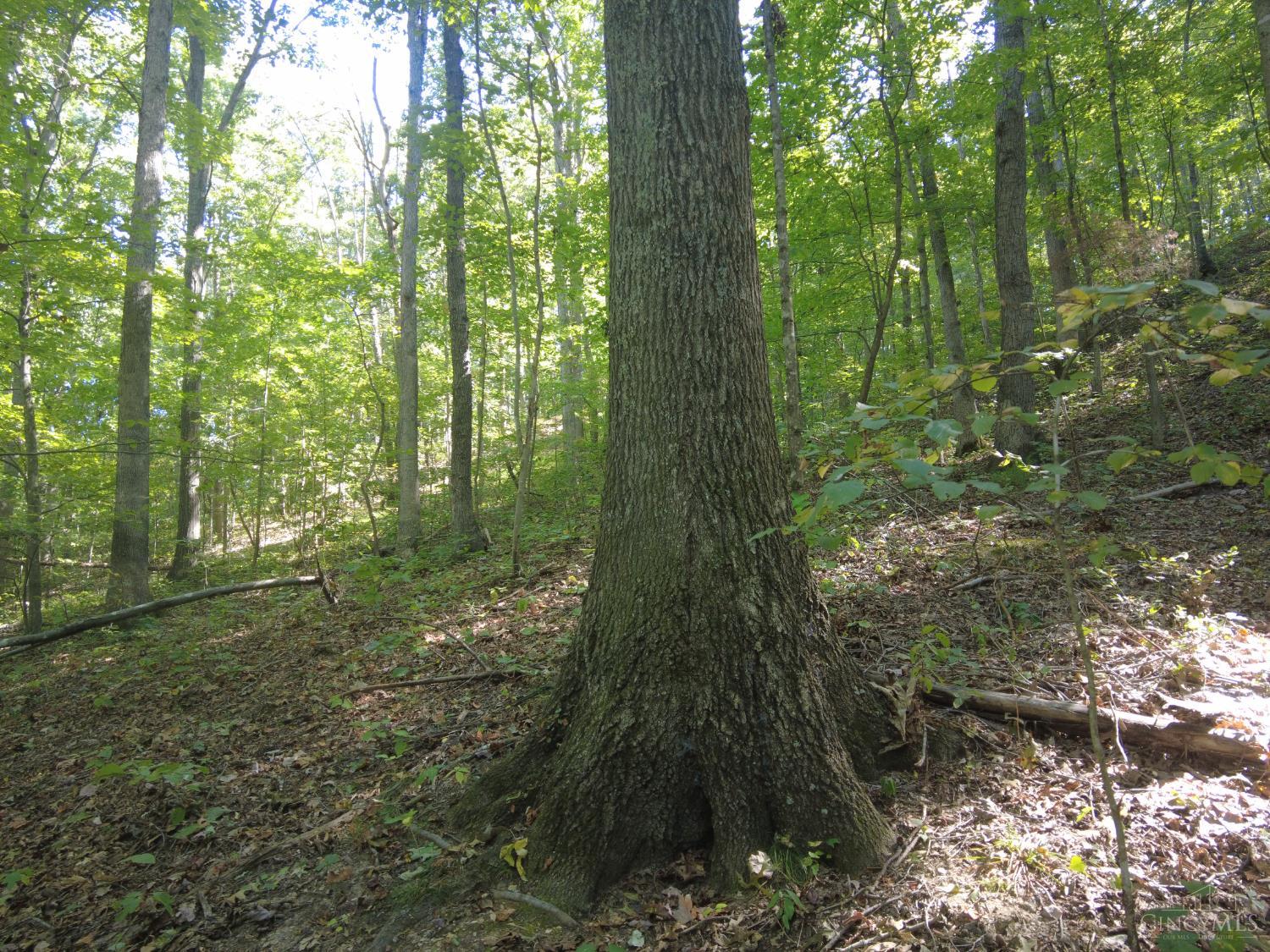 16 Black Hollow Road Peebles, OH 45660 - Photo 15 of 39