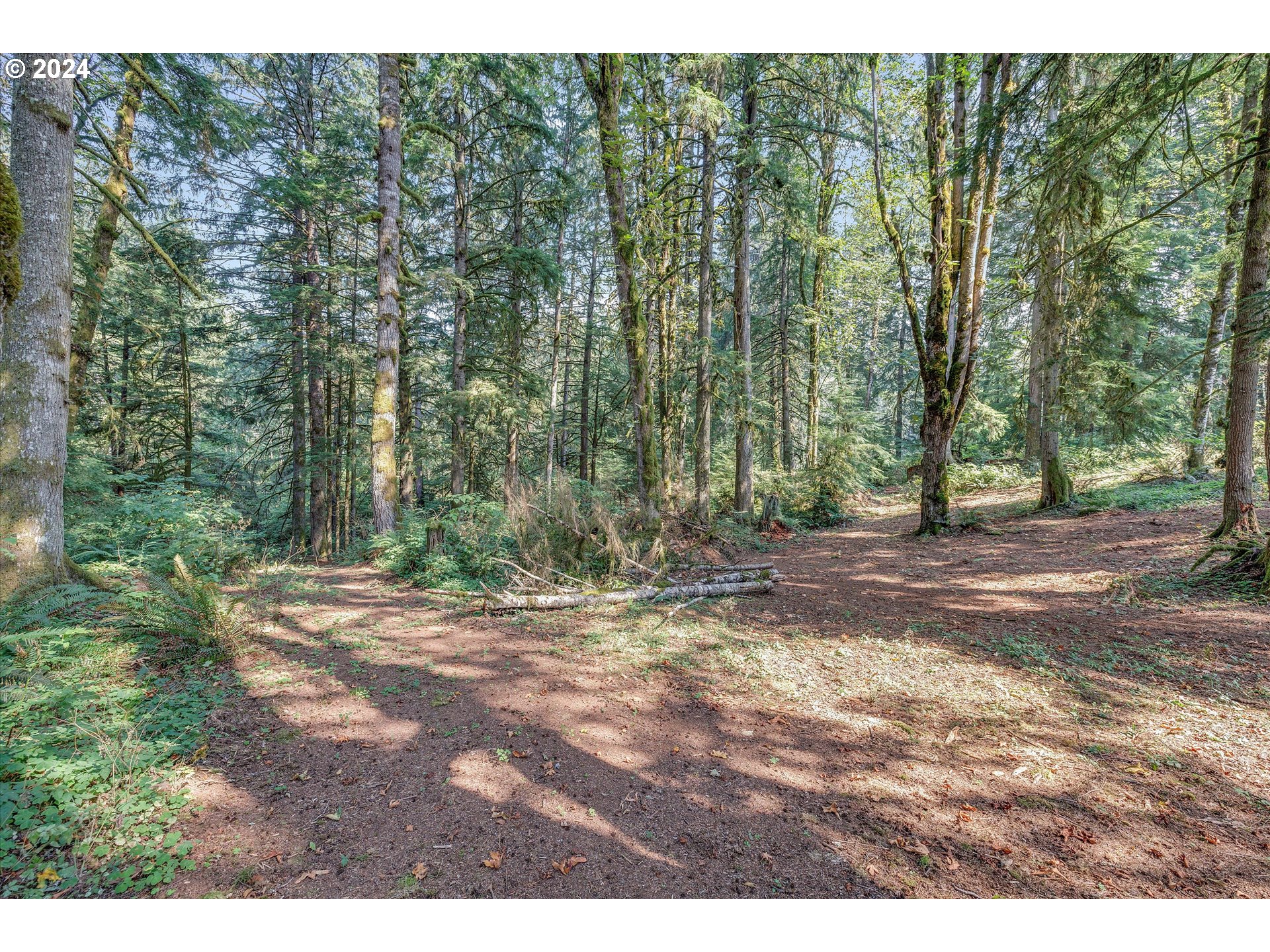8431 Southeast Groce Road Corbett, OR 97019 - Photo 33 of 37 a view of a yard with a tree