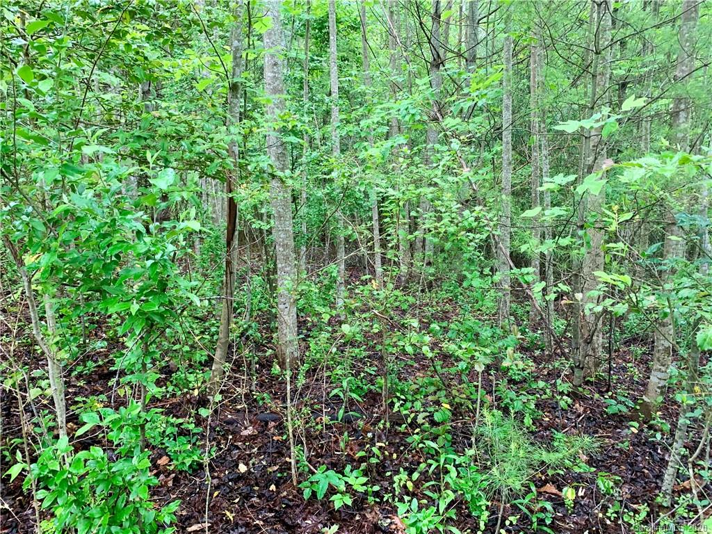 Off Fisher Road Brevard, NC 28712 - Photo 10 of 11 Gallery Image 10