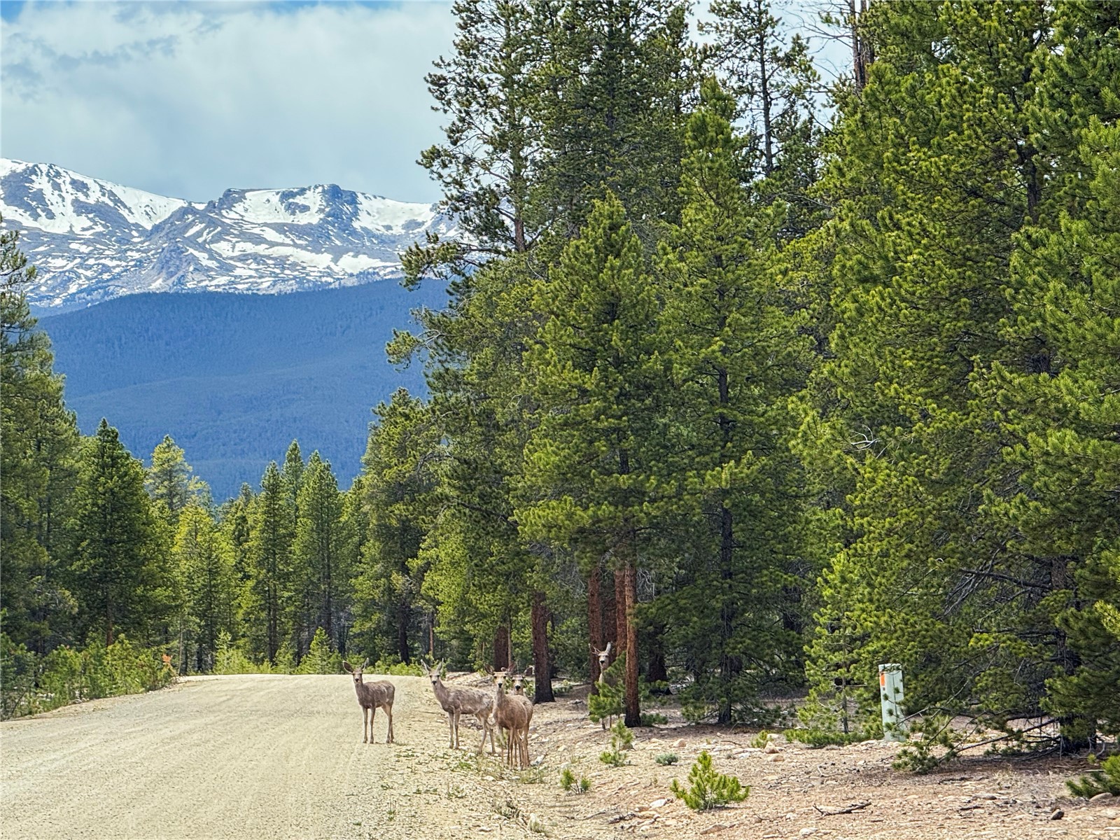 201 Snowshoe Rabbit Drive Leadville, CO 80461 - Photo 17 of 17