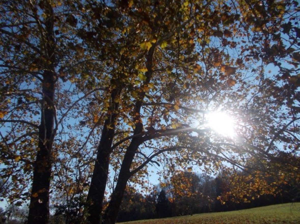 615 Rogues Fork Road Bethpage, TN 37022 - Photo 46 of 53