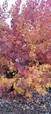 $399,000 | 204 Larradon Drive, Kamiah, ID 83536