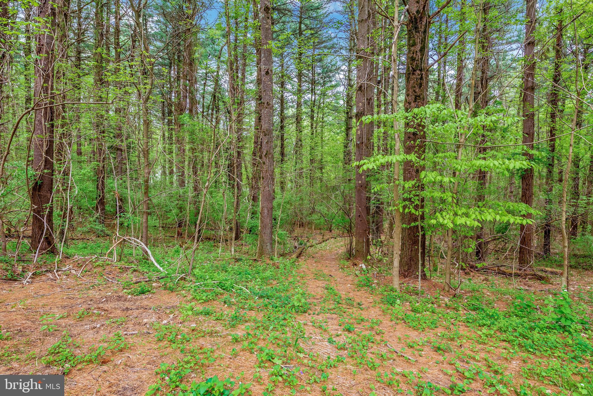 12828 Jesse Smith Road Mount Airy, MD 21771 - Photo 38 of 46 Several trails on your 6+ acres