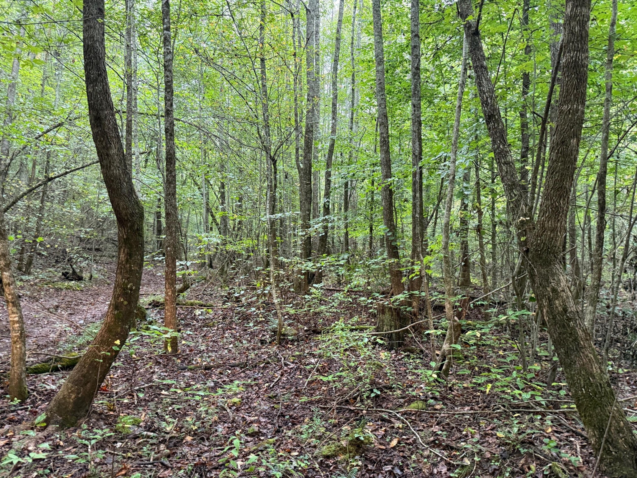 12 Sawmill Road Palmer, TN 37365 - Photo 15 of 16 Gallery Image 15