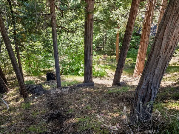 a view of a forest filled with trees