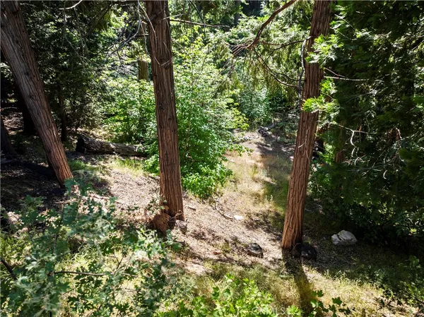 a view of a tree in a yard