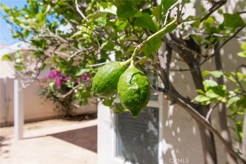 768 Moonlight Court Banning, CA 92220 - Photo 56 of 70 Lemon Trees