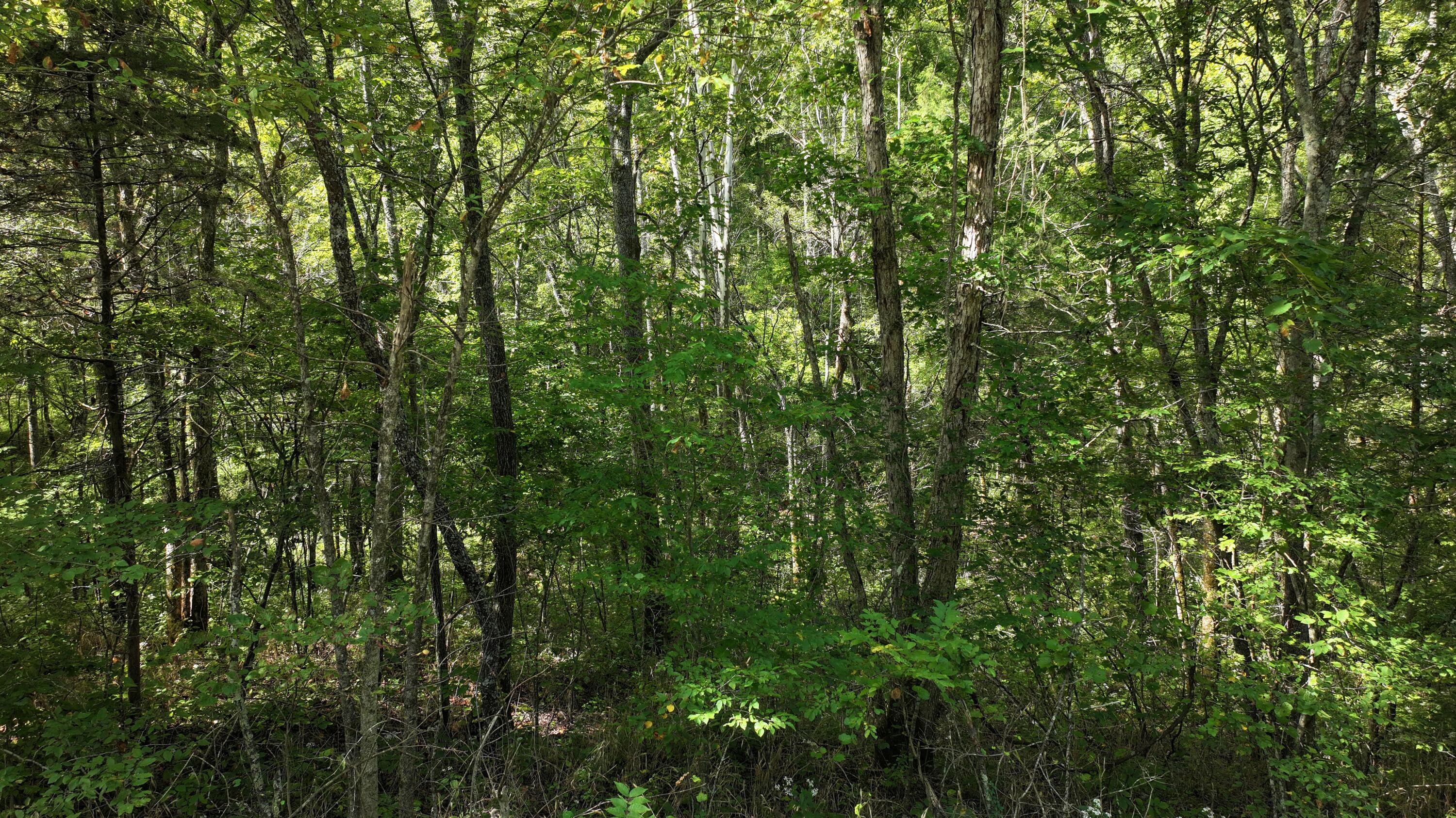 0 Pleasant Grove Road Corinth, KY 41010 - Photo 7 of 13 DJI_20260914122004_0012_D