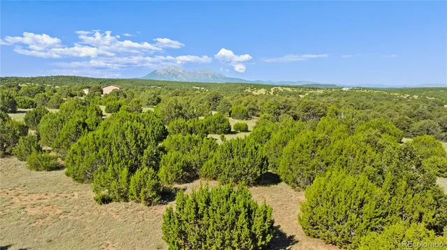 a view of a yard with plants and large trees