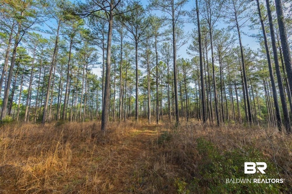 0 Private Road Millry, AL 36558 - Photo 44 of 50