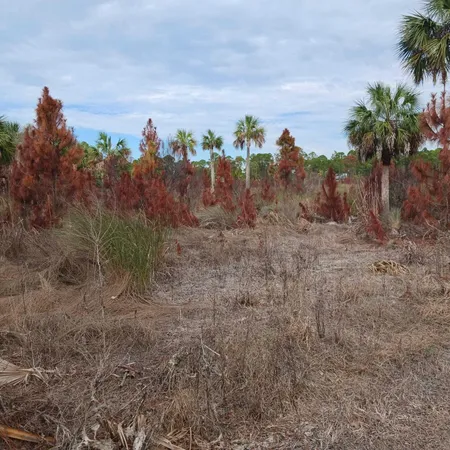 a view of a dry yard with trees