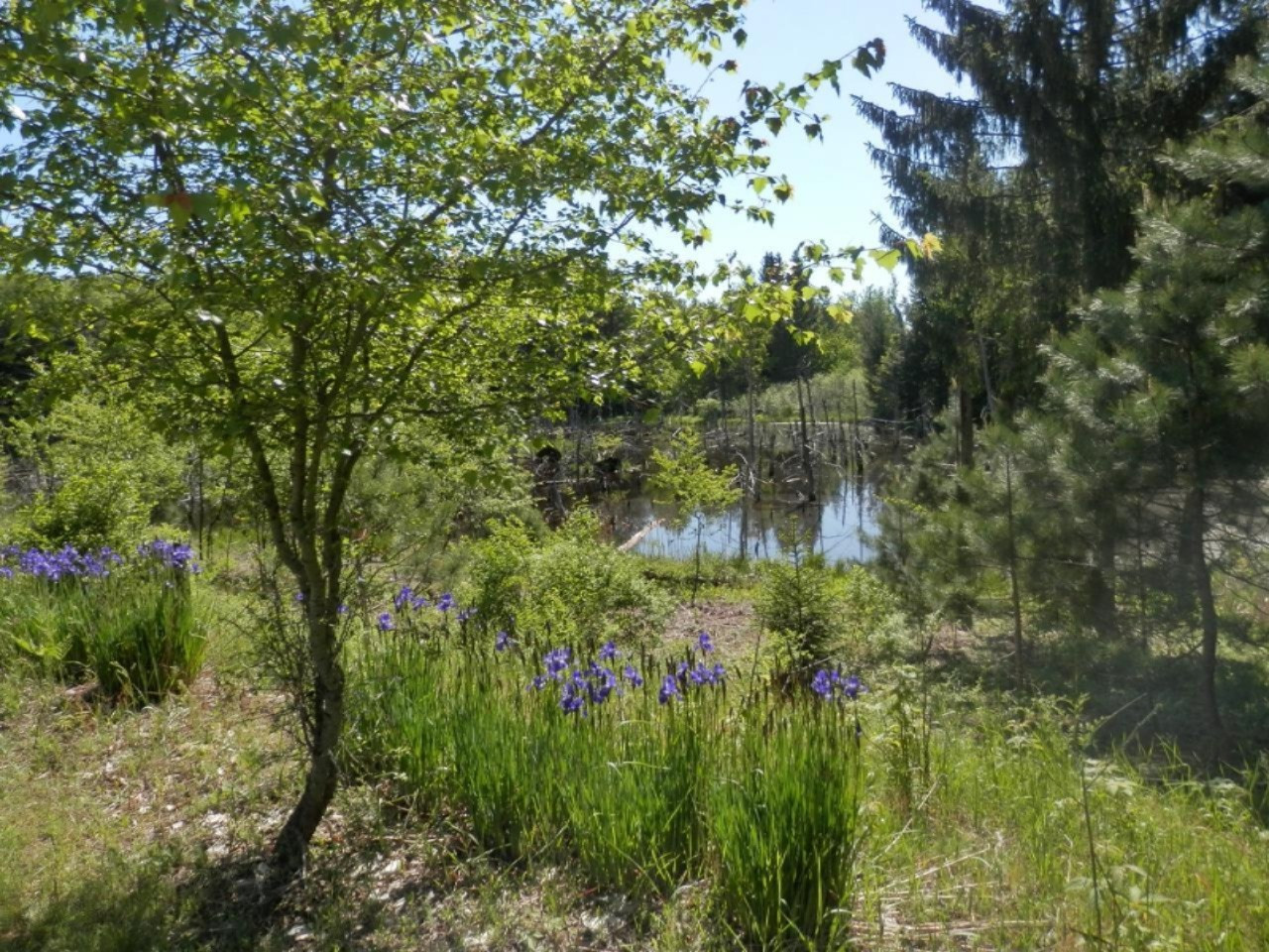 22296 Benton Road Mesick, MI 49668 - Photo 39 of 56 Iris and water views