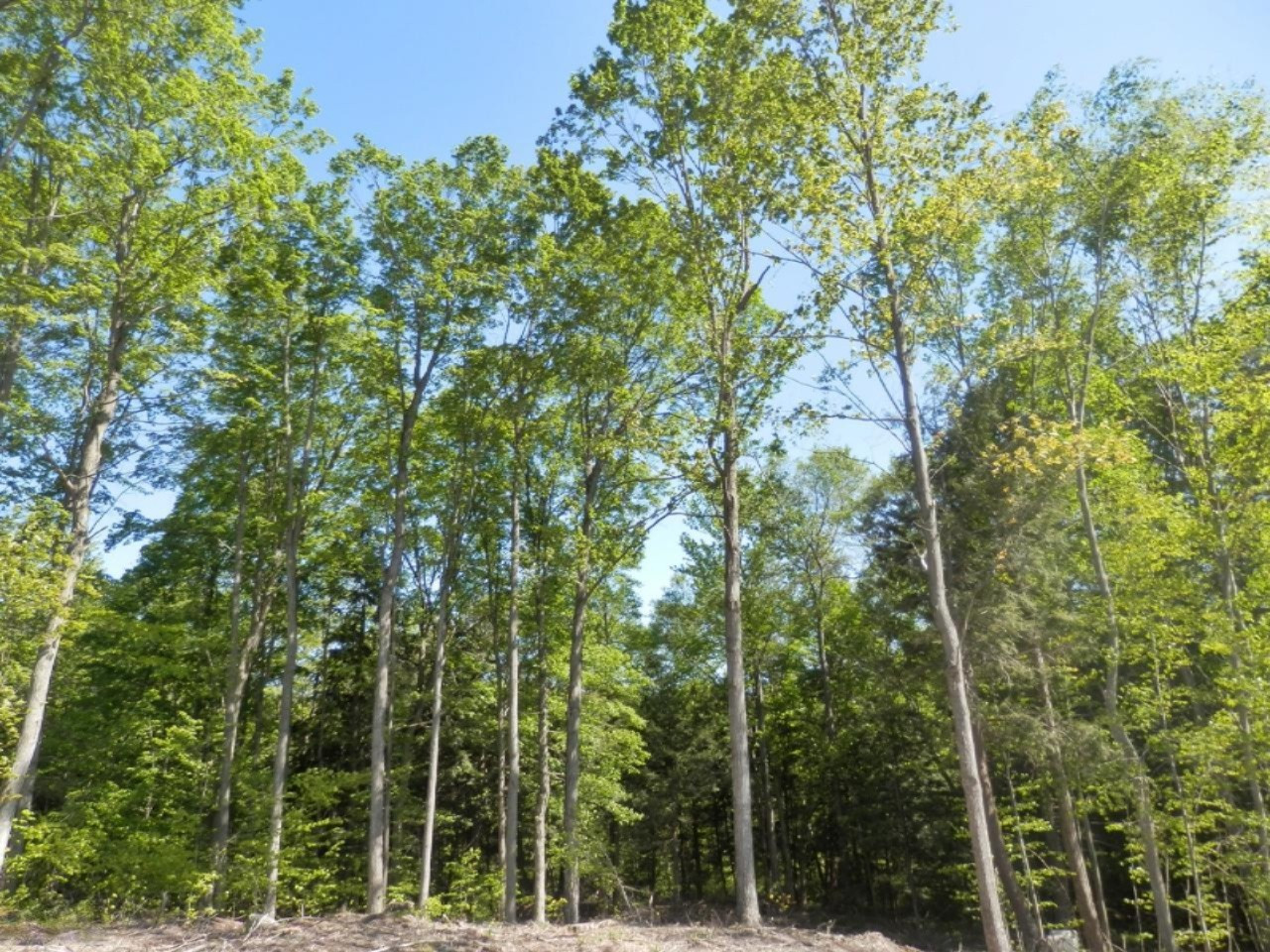 22296 Benton Road Mesick, MI 49668 - Photo 49 of 56 Towering norhtern Michgian hardwoods