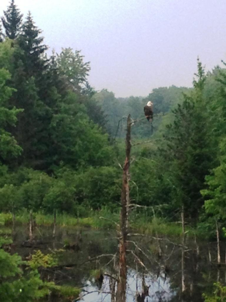 22296 Benton Road Mesick, MI 49668 - Photo 53 of 56 Eagle at the pond