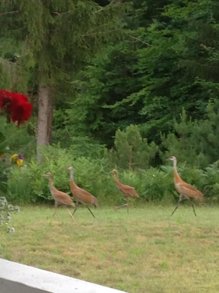 22296 Benton Road Mesick, MI 49668 - Photo 54 of 56 Sandhill Cranes