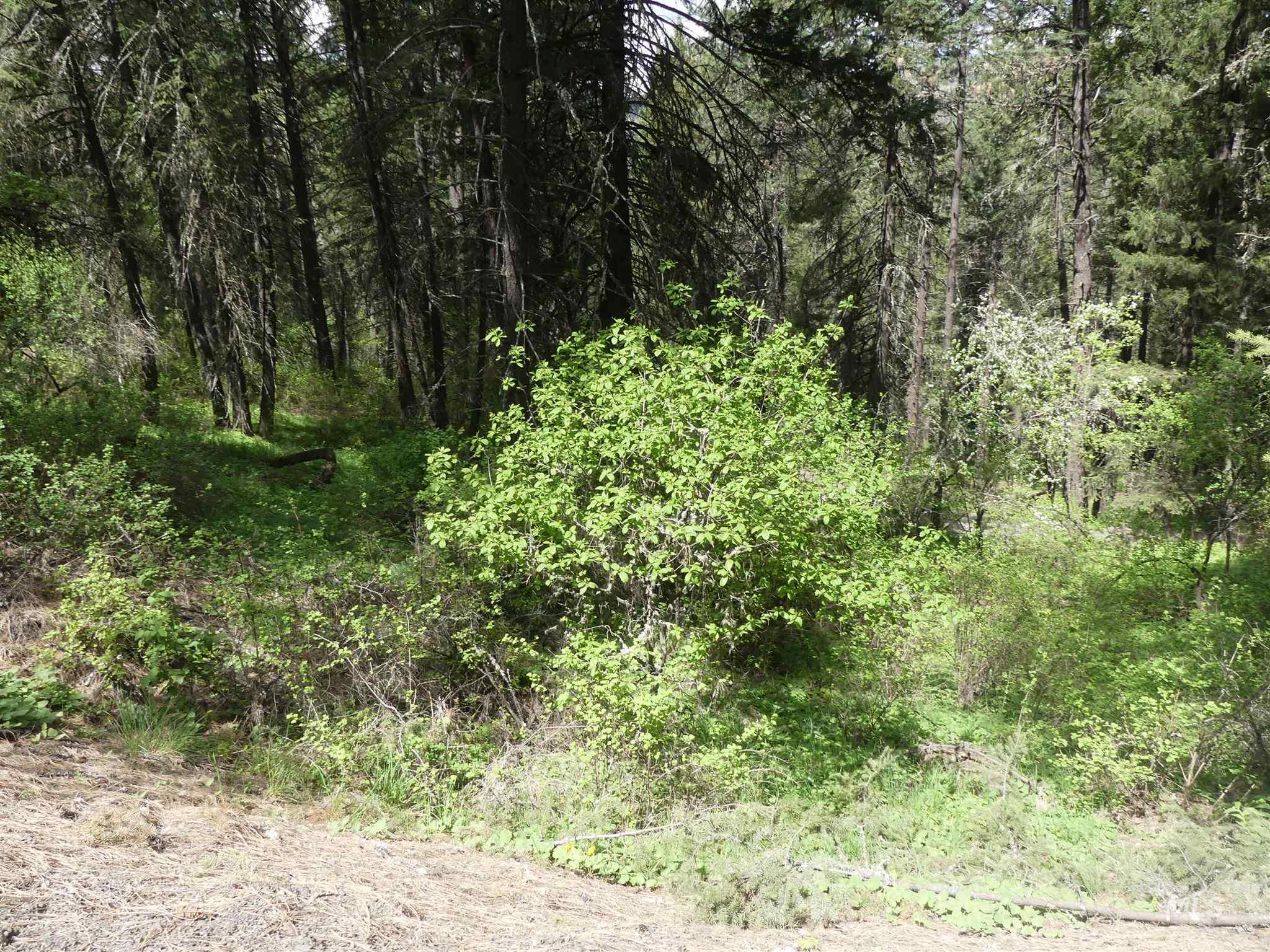 22743 Old Melrose Grade Road Peck, ID 83545 - Photo 6 of 45