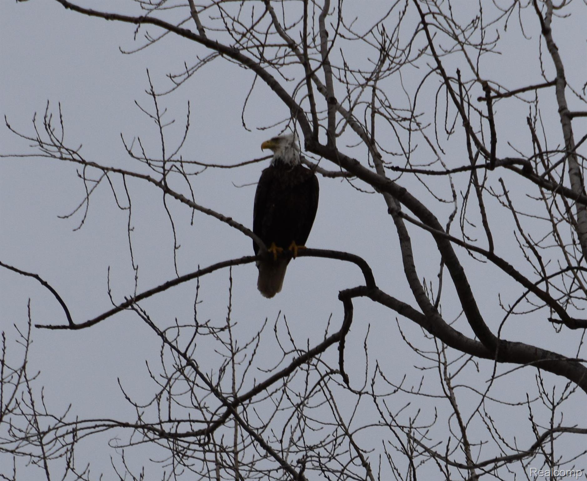 3325 Pointe Aux Barques Road Port Austin, MI 48467 - Photo 37 of 42 Bald Eagle Perch.jpg