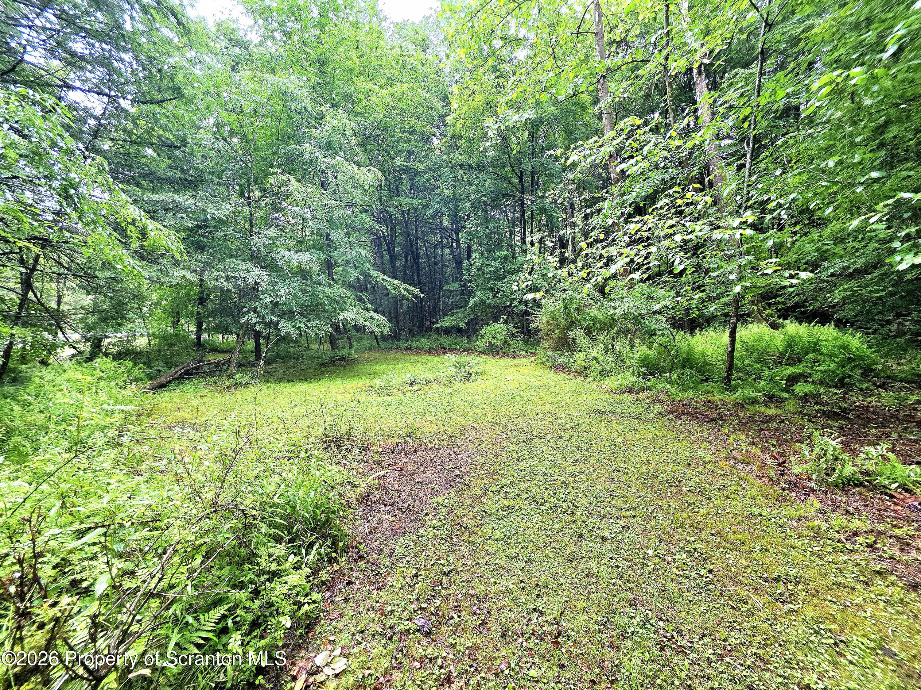 Pratt Hollow Road Nicholson, PA 18446 - Photo 15 of 18 Clearing