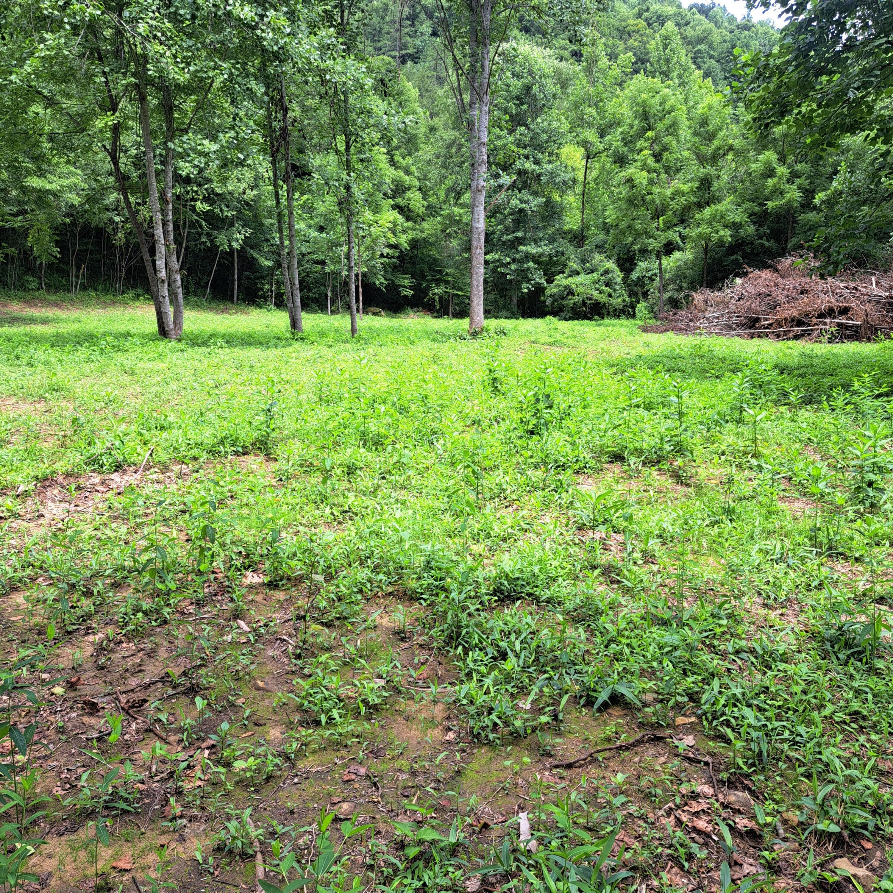 99 Jackson Road Manchester, KY 40962 - Photo 22 of 49 20260724_123904