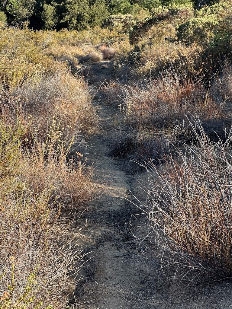 0 Minto Way Hemet, CA 92544 - Photo 15 of 19 a view of a forest with a tree