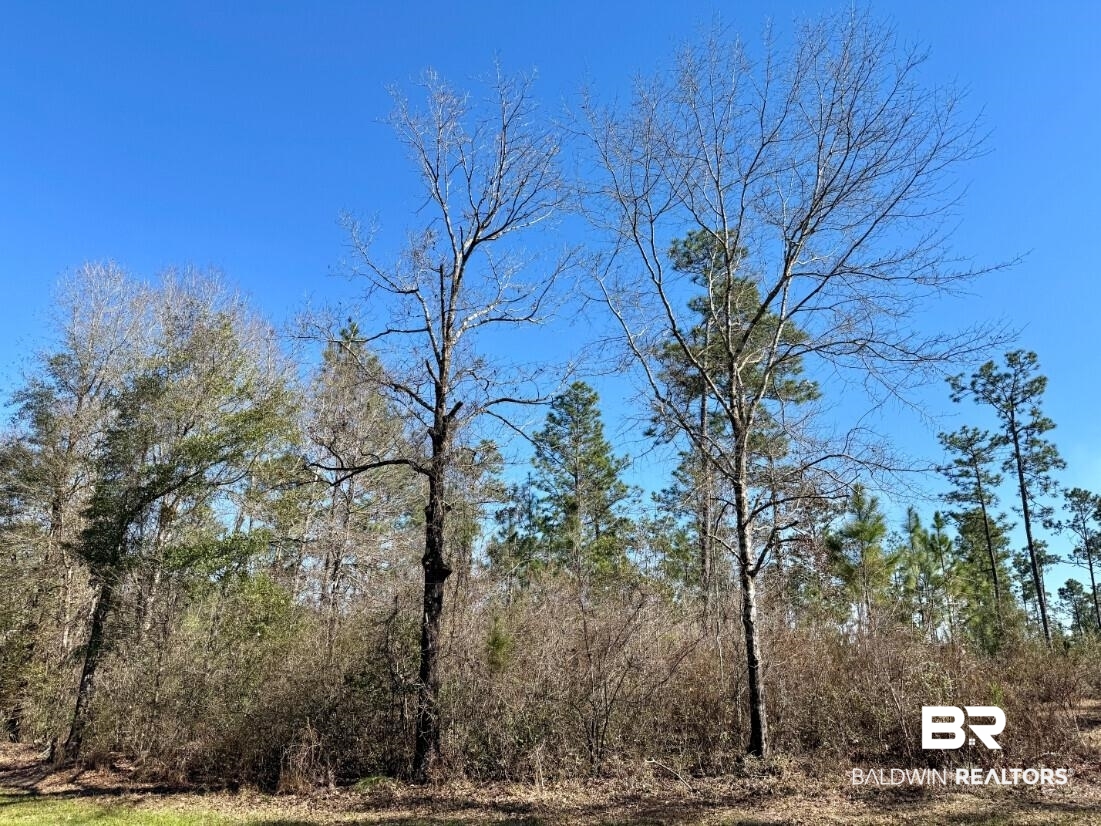 White Road Bay Minette, AL 36507 - Photo 5 of 32 View of local wilderness