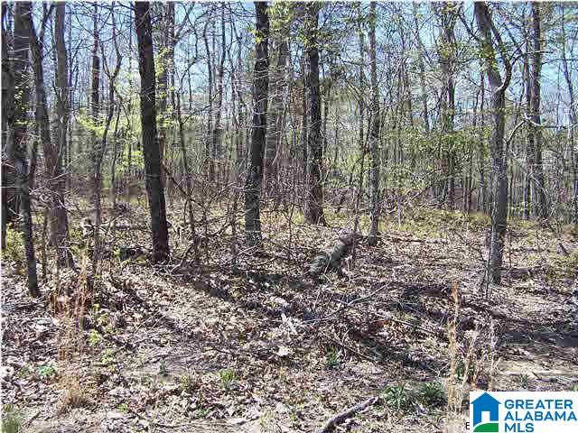 0 Homestead Lane Remlap, AL 35133 - Photo 8 of 23
