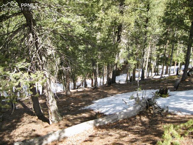 659 Paradiso Road Divide, CO 80814 - Photo 5 of 13