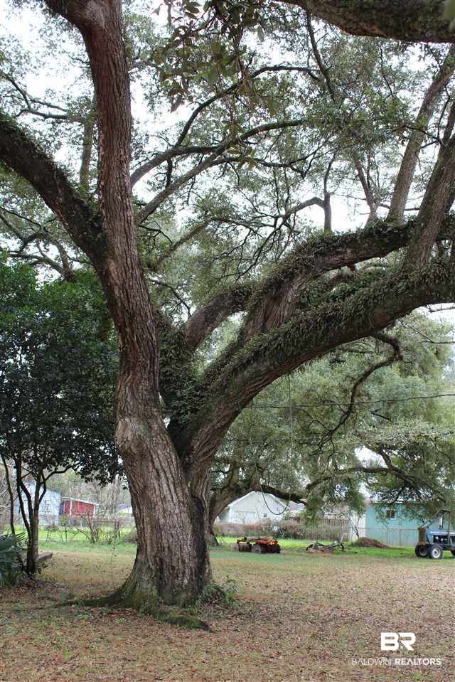 548 Cortez Street Creola, AL 36525 - Photo 11 of 16 Mature Oak Trees