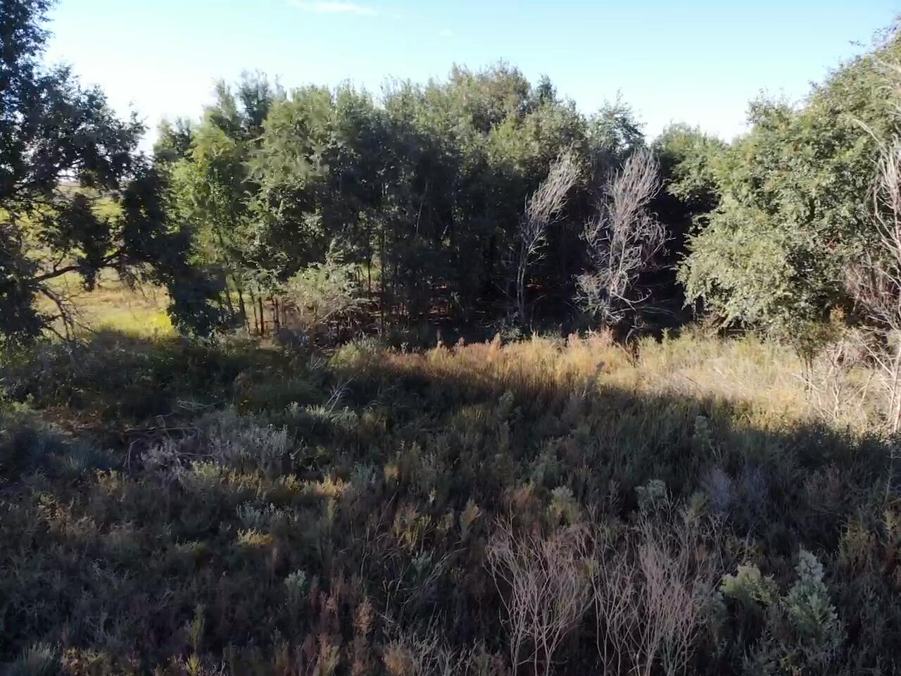 0 C R 5200 Abernathy, TX 79311 - Photo 25 of 48 a view of a lush green forest with lots of trees