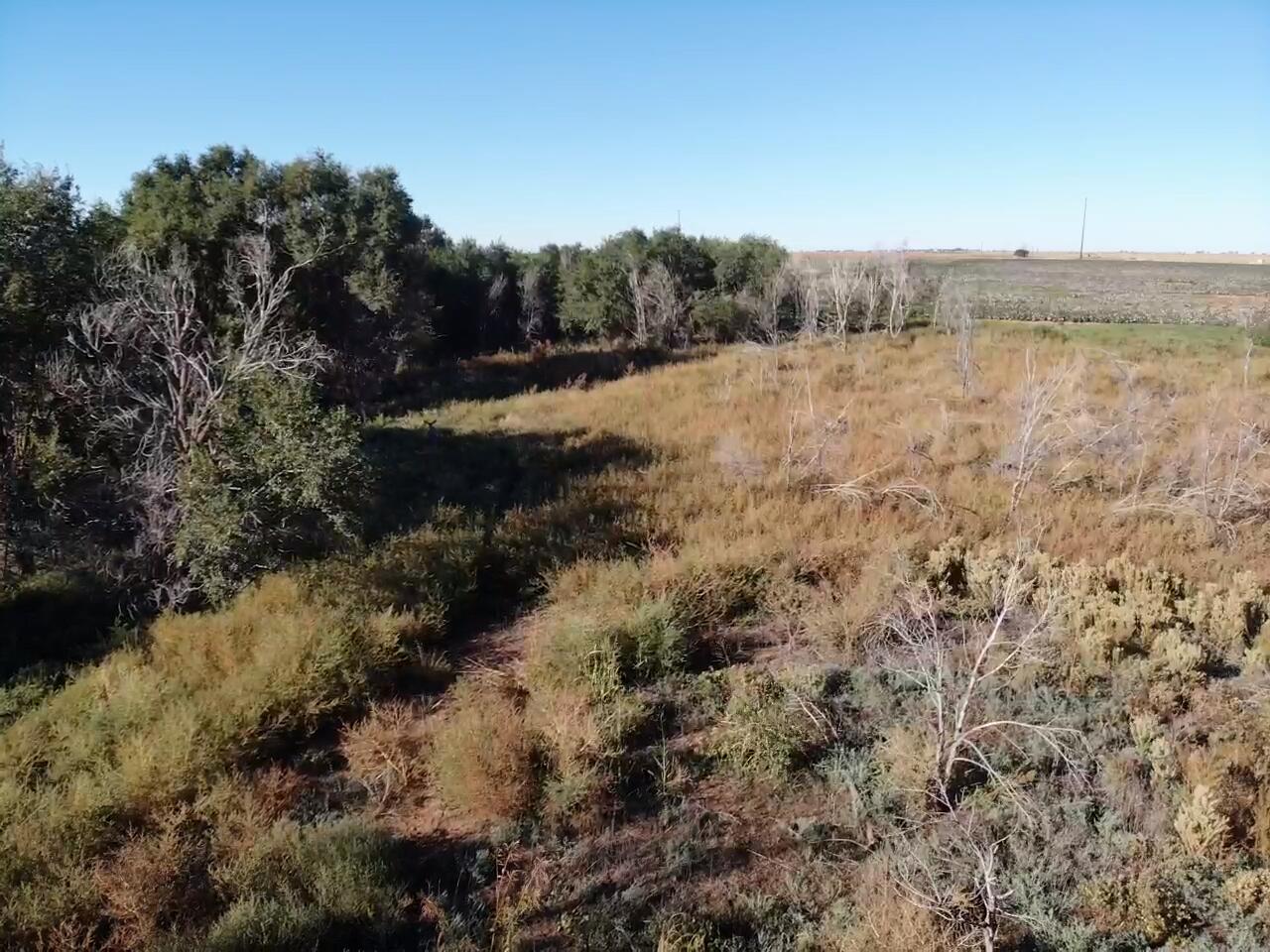 0 C R 5200 Abernathy, TX 79311 - Photo 26 of 48 a view of a forest with trees in the background
