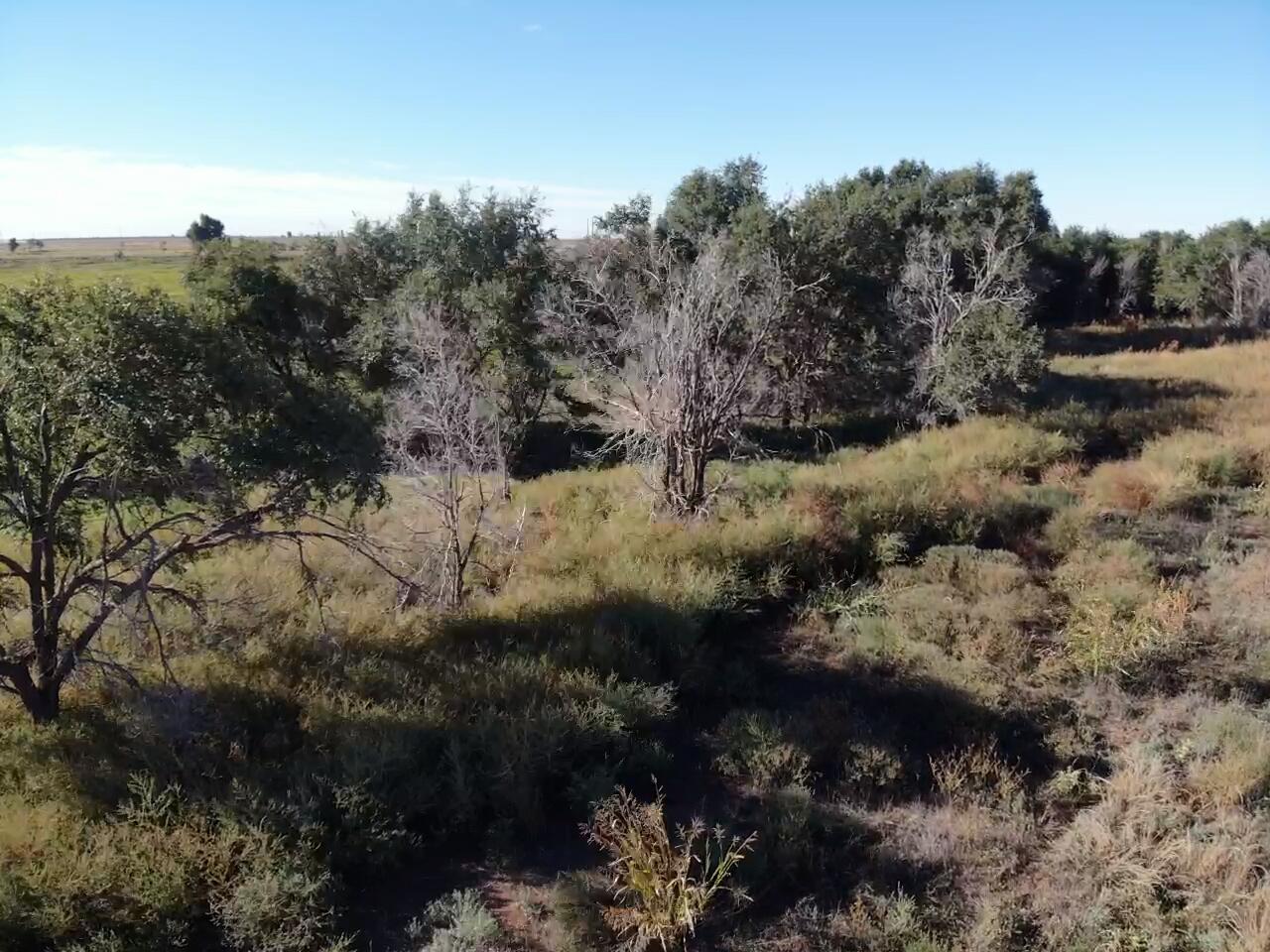 0 C R 5200 Abernathy, TX 79311 - Photo 28 of 48 a view of a forest with a tree