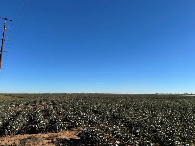 a view of a field with an ocean