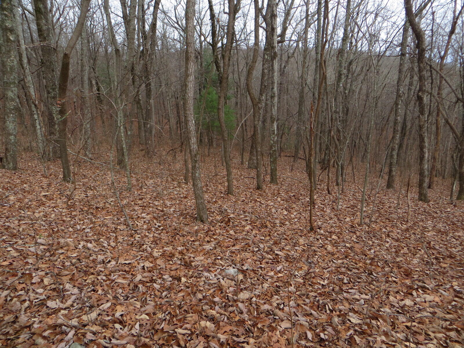 0 Holloway Ridge Road, Unit 32 Spring City, TN 37381 - Photo 12 of 19 IMG_0042