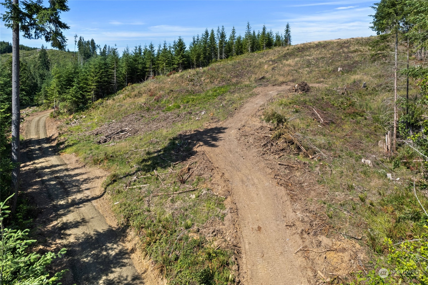 1 Bunker Creek Road Chehalis, WA 98532 - Photo 5 of 15 a view of a dry yard with trees and bushes