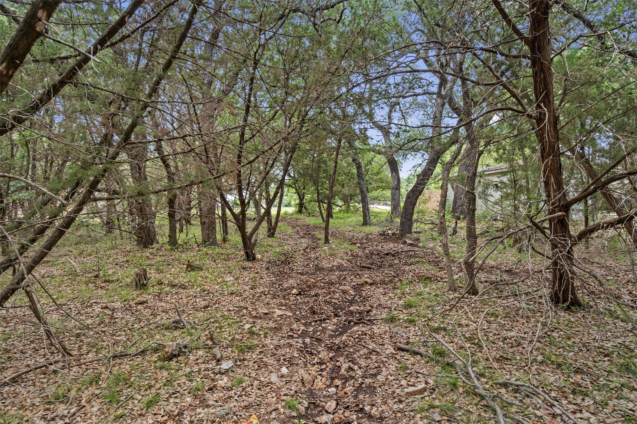 120 East Rustle Cove Georgetown, TX 78628 - Photo 6 of 25 a view of some trees in the forest