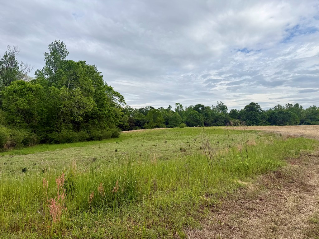50-acres Dillard Road Pansey, AL 36370 - Photo 2 of 13