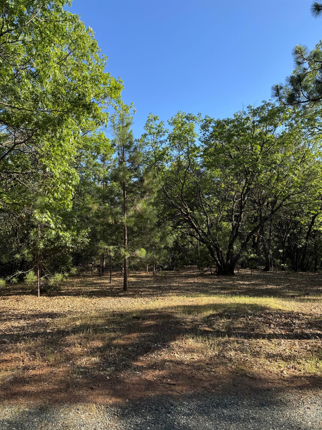 14577 Andrews Road Pine Grove, CA 95665 - Photo 8 of 37 a view of a yard