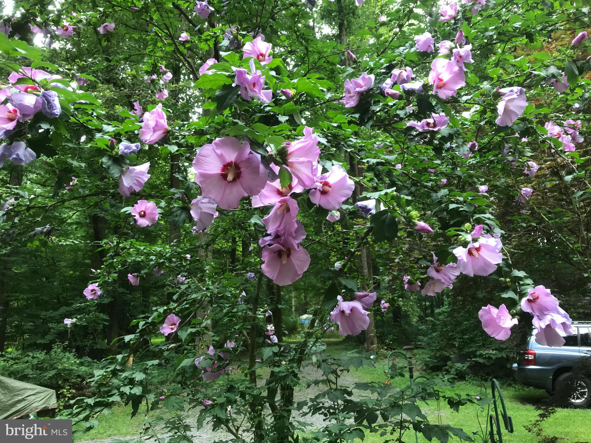 622 Rock Run Road Pottstown, PA 19465 - Photo 44 of 51 Rose of Sharon-picture from the owner
